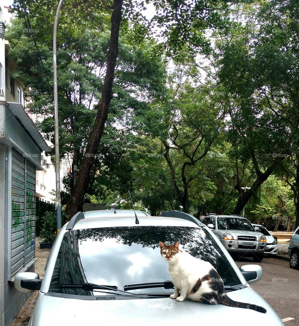 The cat from Copacabana