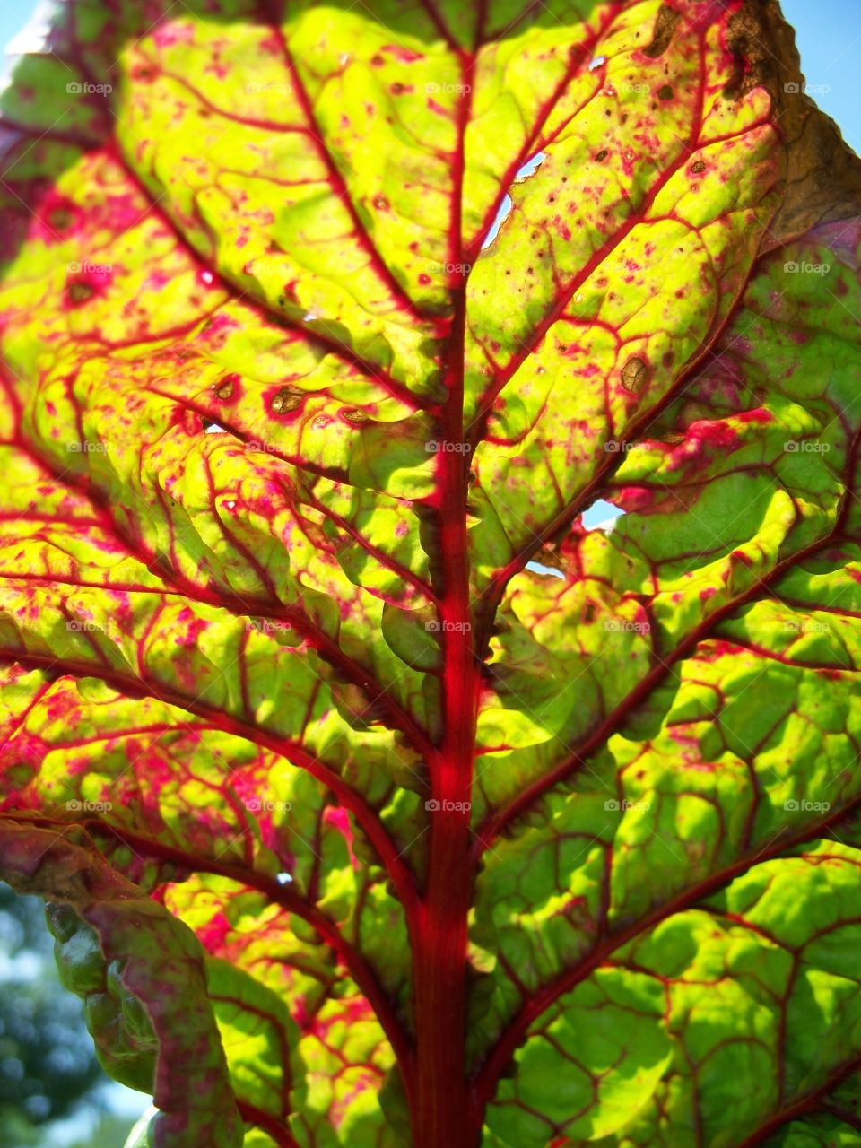 Light through Red lettuce leaf