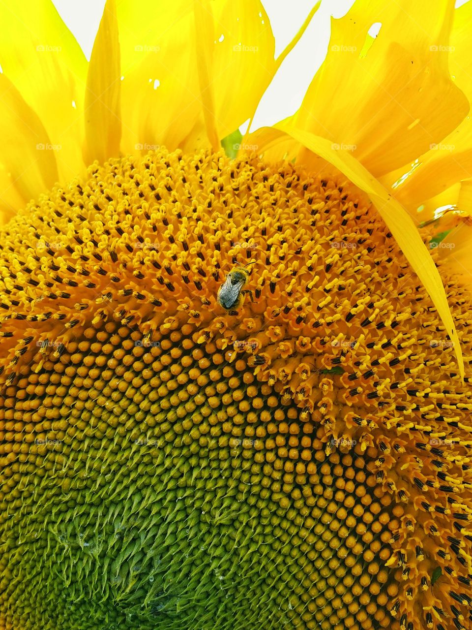 Sunflower and a bee