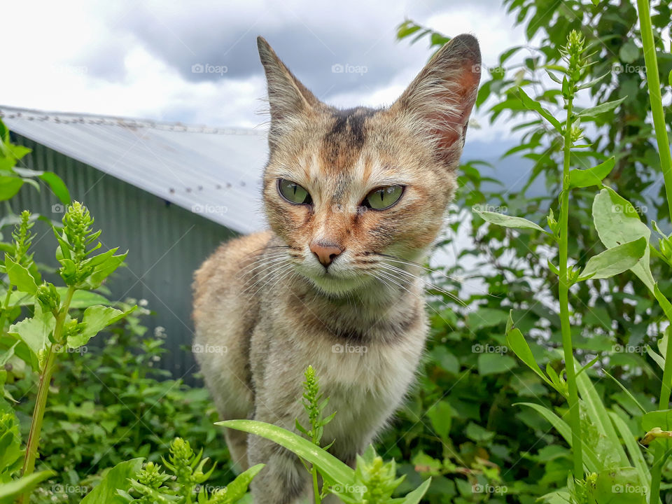 A barn cat looking around