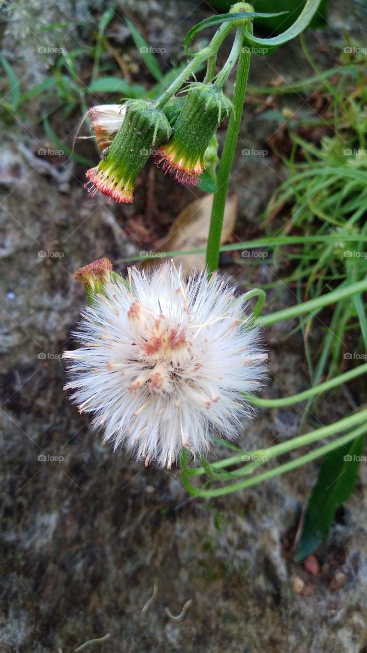 Crassocephalum crepidioides flower in bloom