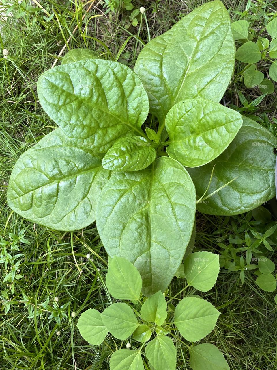 A growing green creeper, Fresh and beautiful.