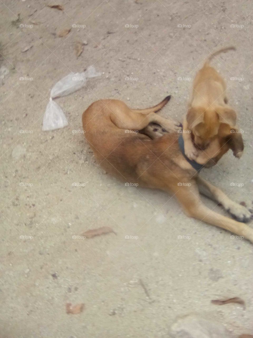 they always say that dog is a man best friend but looking at the two beautiful 🐕 they are having fun with each other.