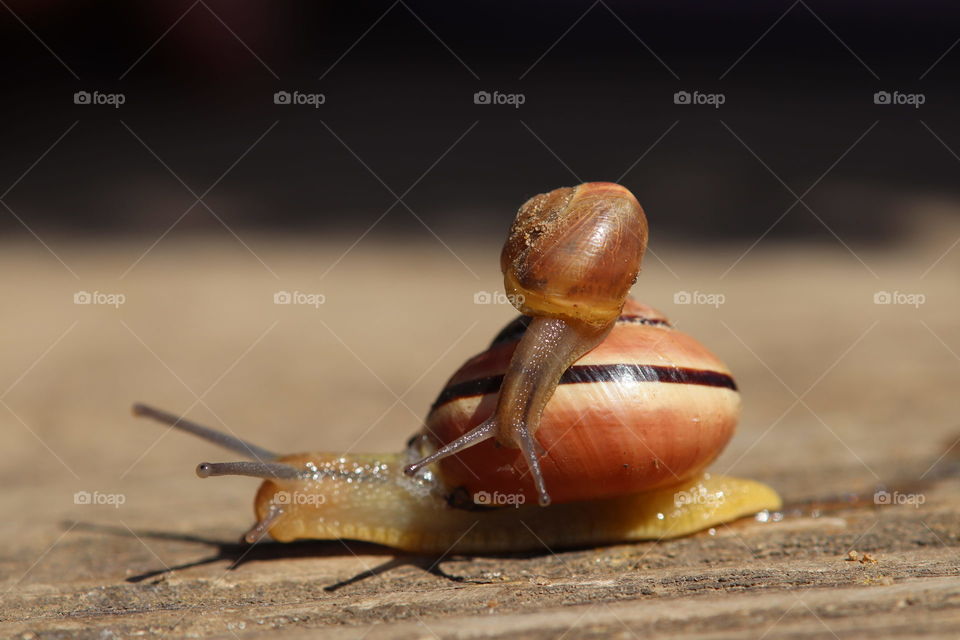 snails are my favorite animals