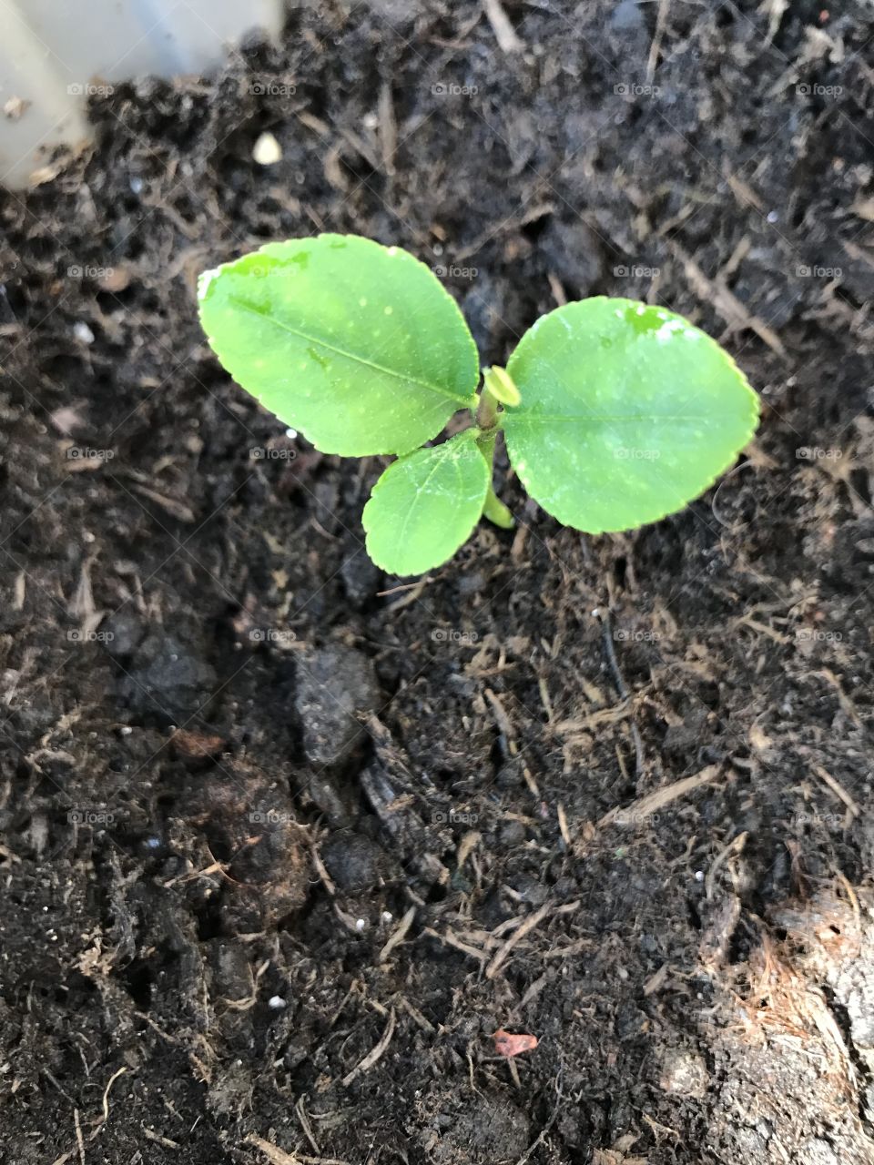 Lemon tree from seed 