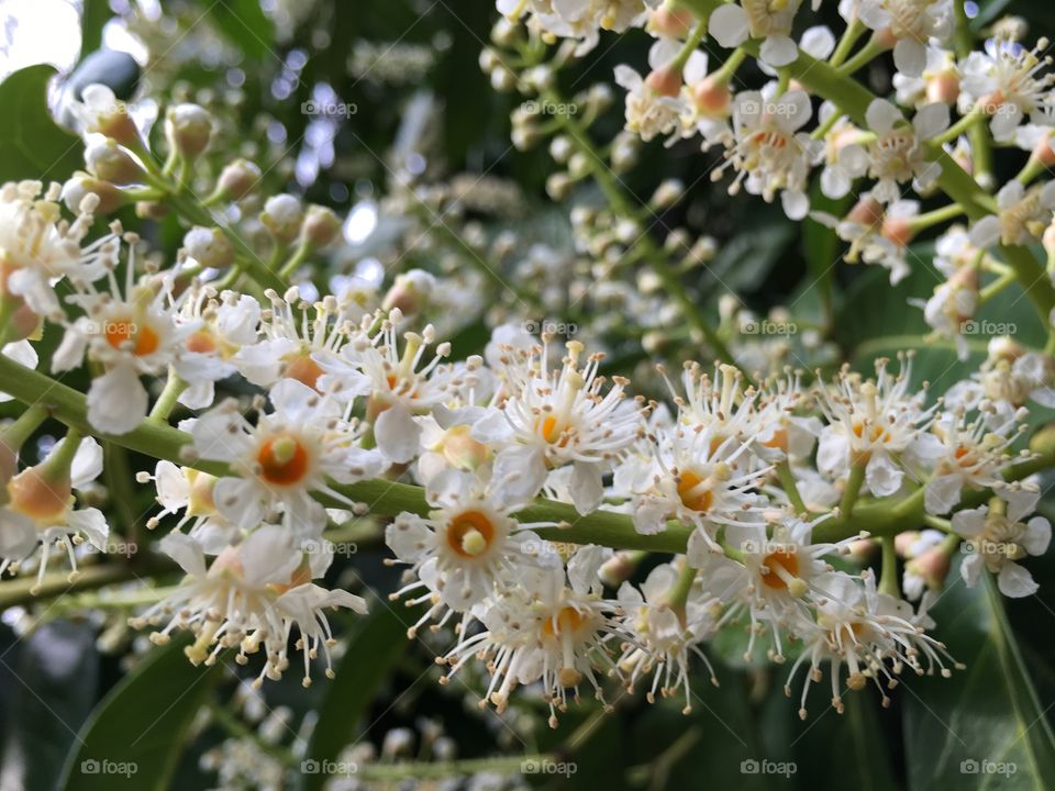 Extreme close-up flowers