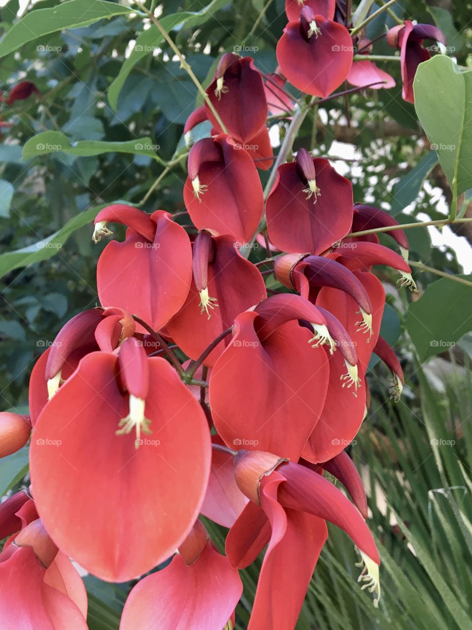Tropical flower of a tree