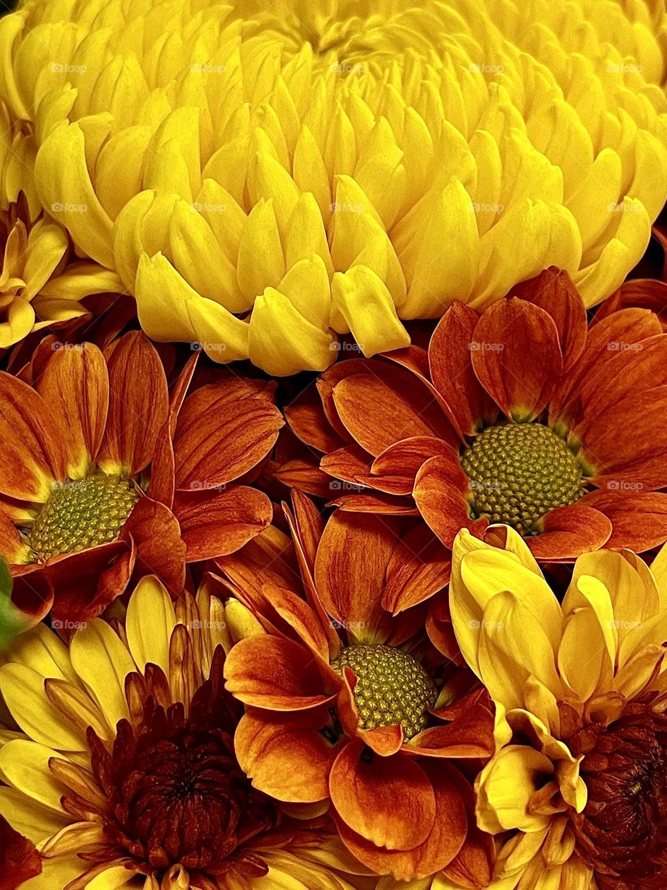 Fall Colored Flowers