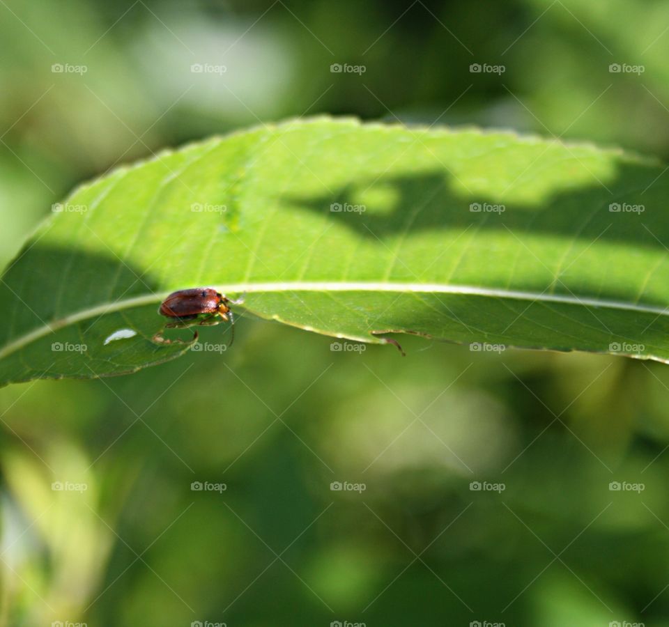 Beetle on plants