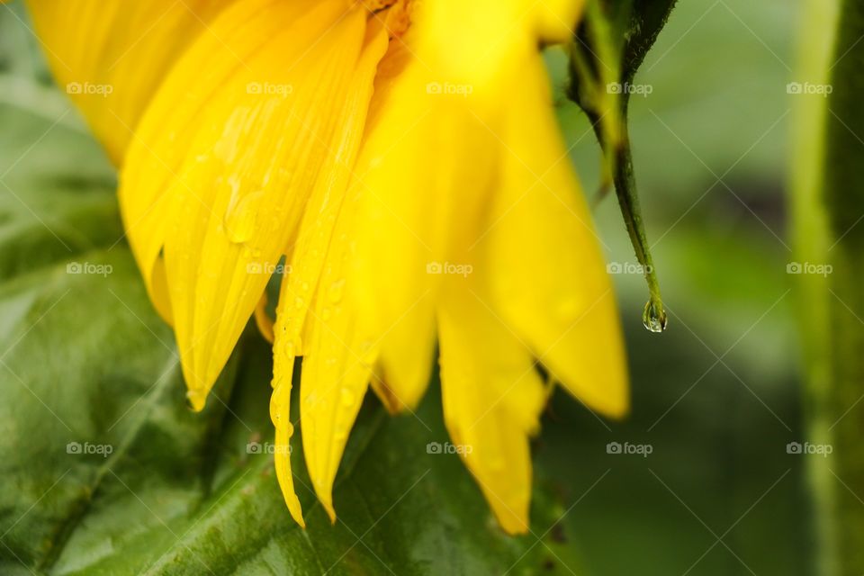 Sunflower Sadness