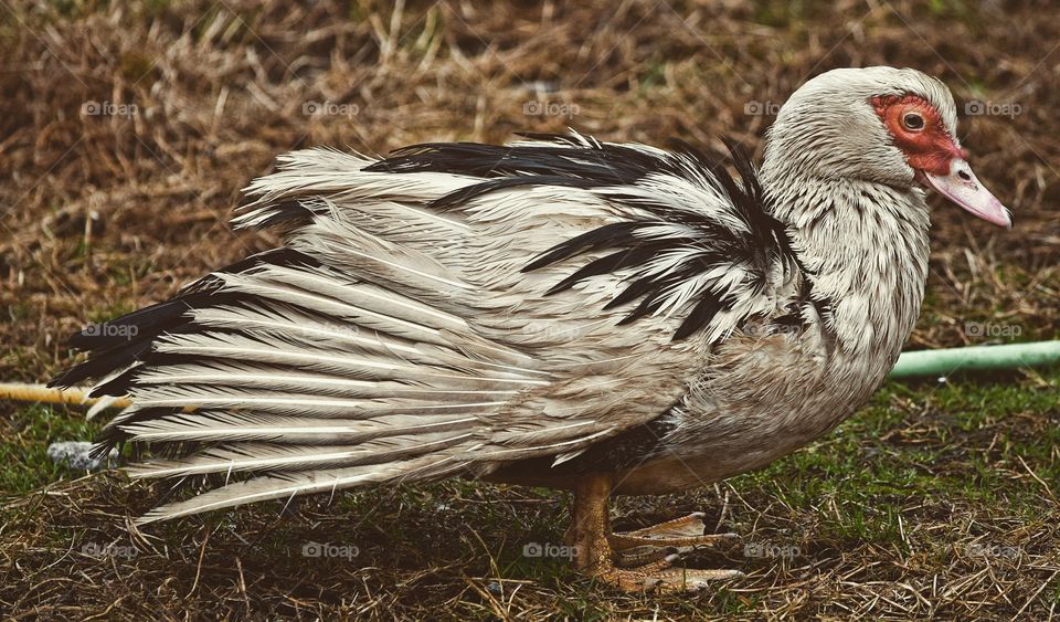 Duck after a bath