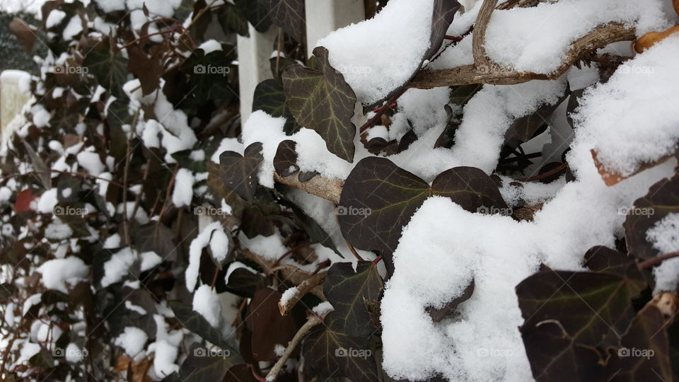 Snowy Vines