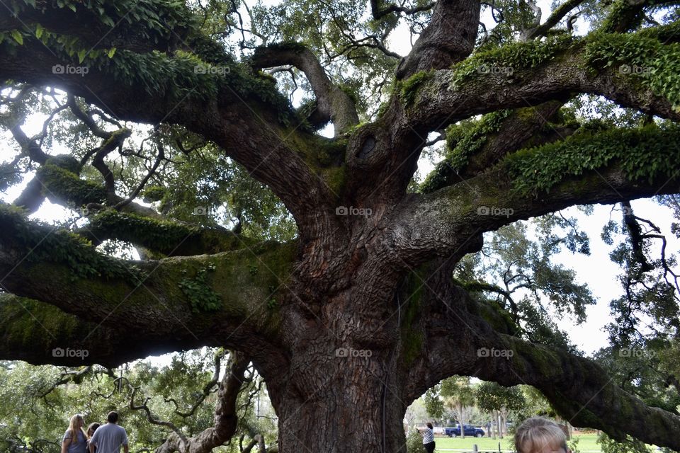 The trunk and several branches of a massive oak tree