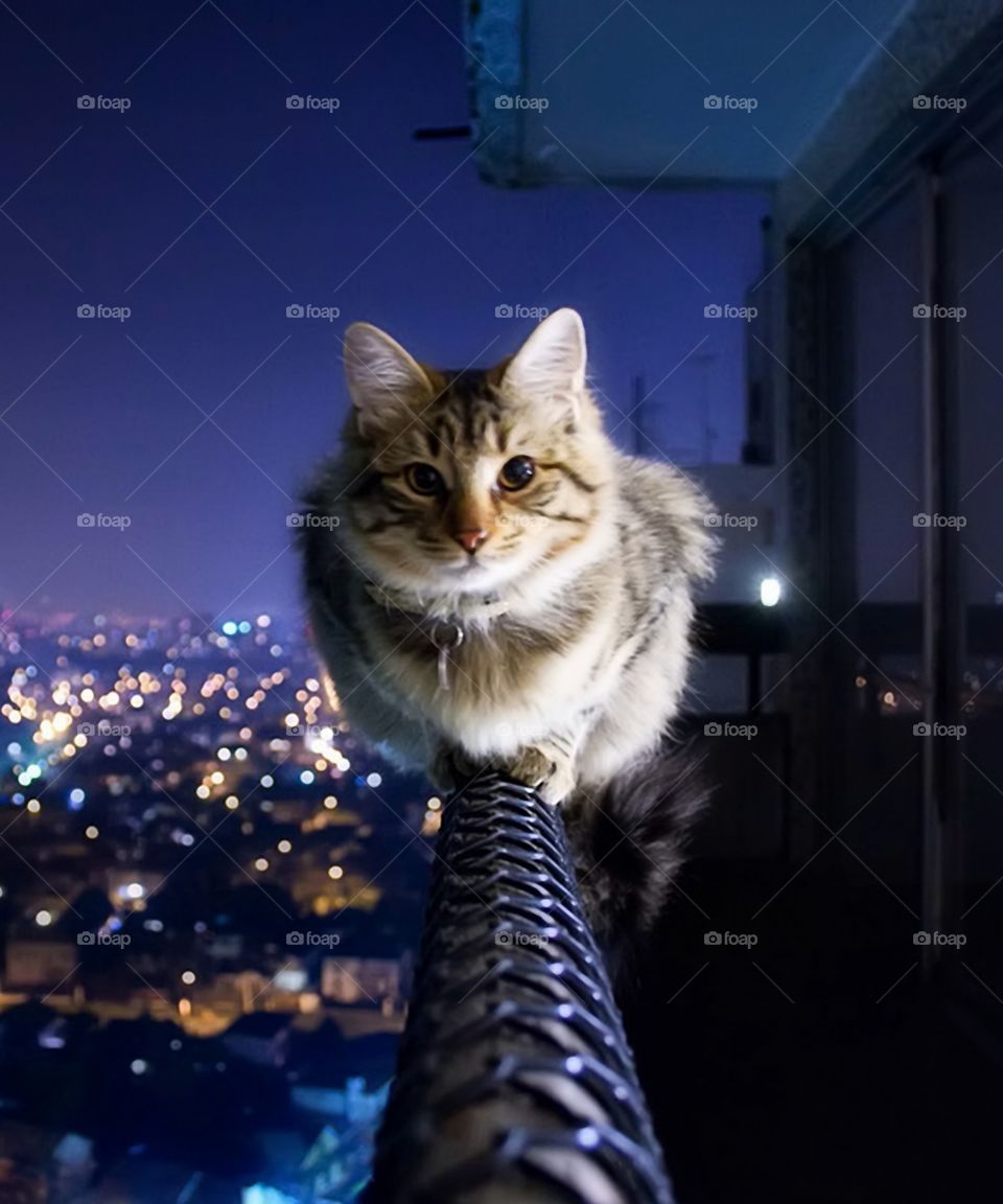 A cute cat sits in the middle of a handrail at night.