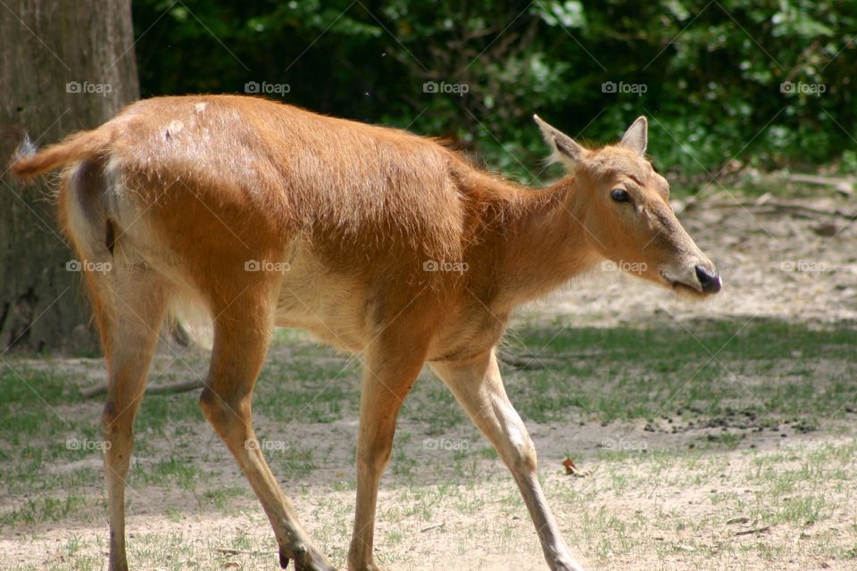 Doe walks through its habitat in zoo