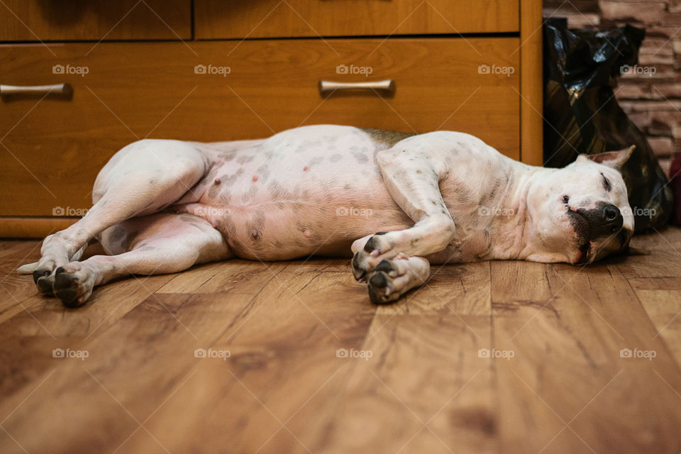 pit bull dog sleeping on the floor