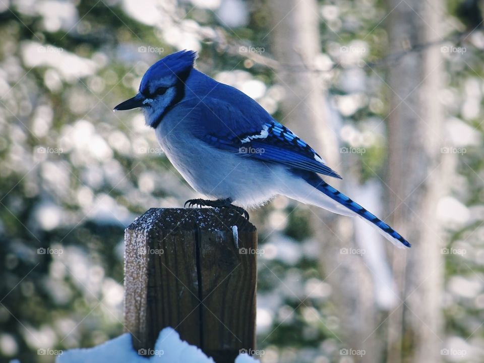 Bird in winter 