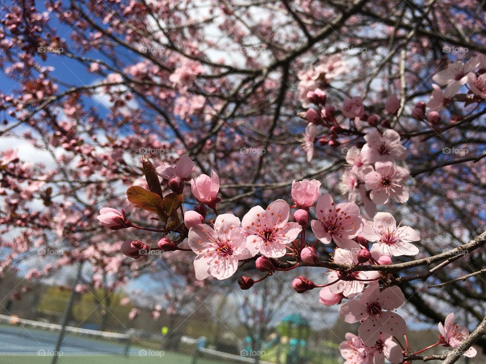 Spring in Connecticut