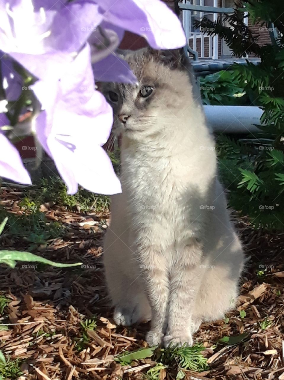 Siamese tabby cat in the garden with purple flowers