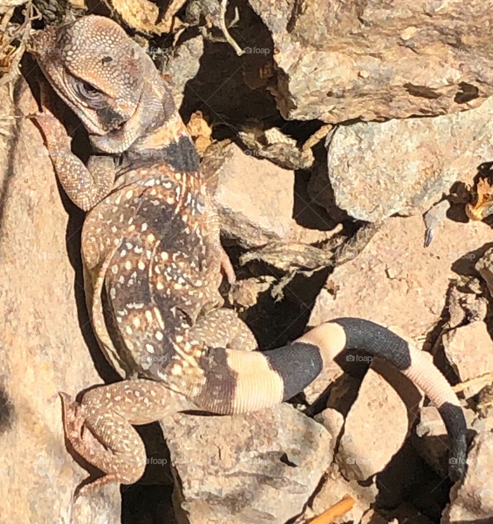 Chuckawala lizard enjoying some sun