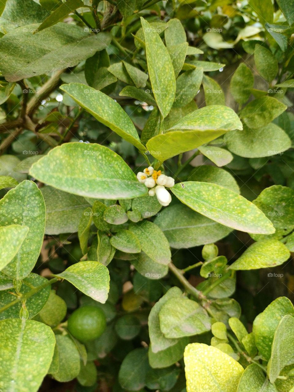 Lemon Tree Flowering In Garden