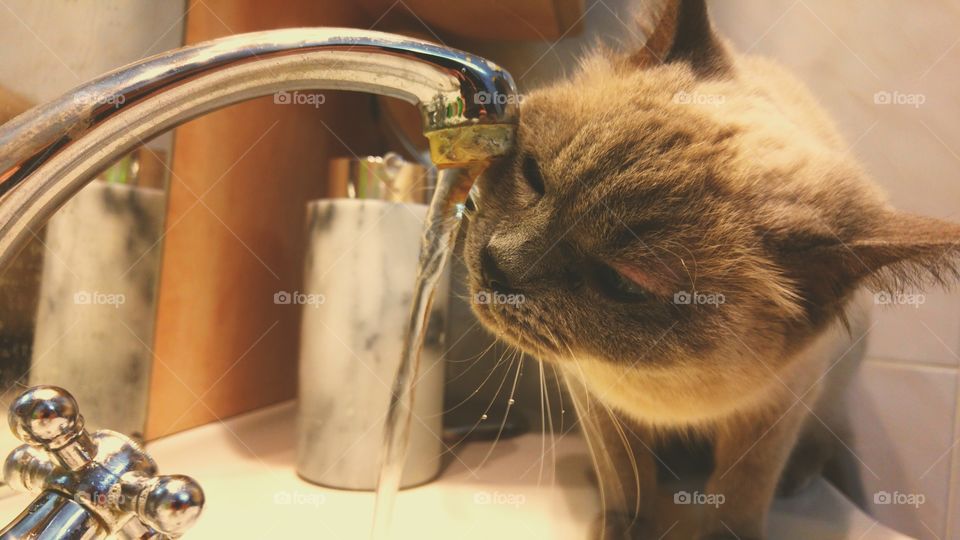 cat drinking