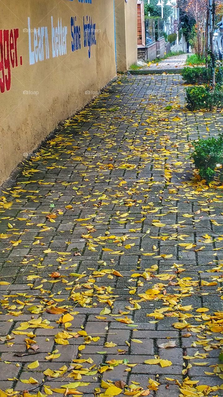 Leaves on Sidewalk
