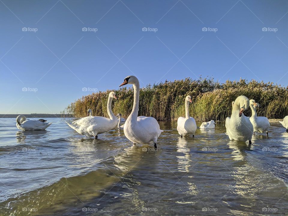 Swans