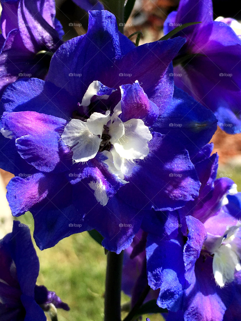  purple and blue Delphiniums sparkle in the sun
