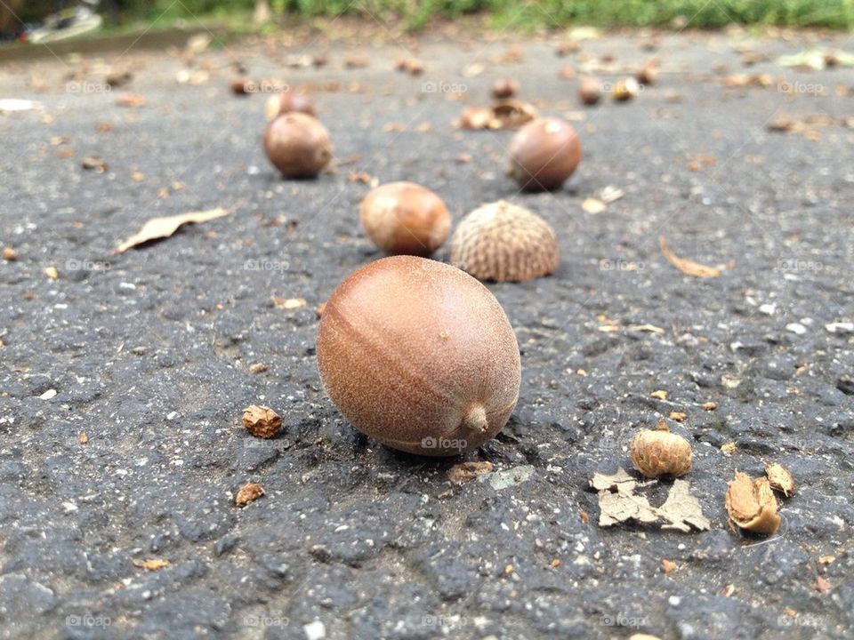 Fall acorns 