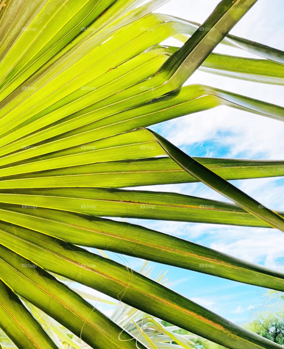 I love how the sun is shining through this palm with the blue sky and white fluffy clouds peeking through 