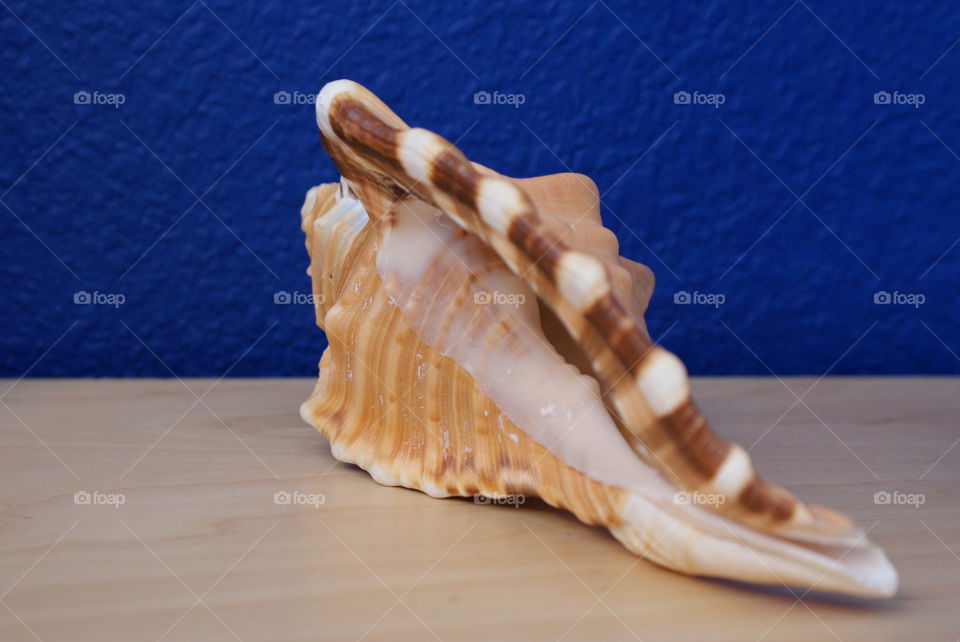 Seashell 