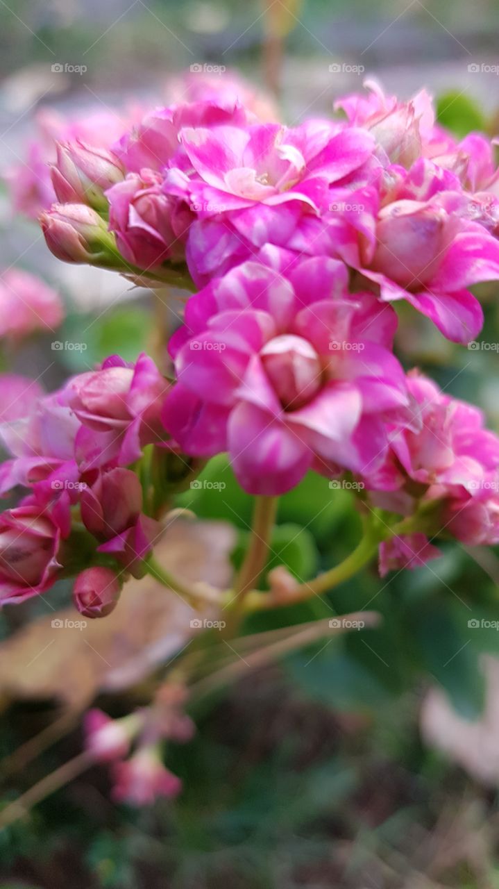 miniatura de flores rosas