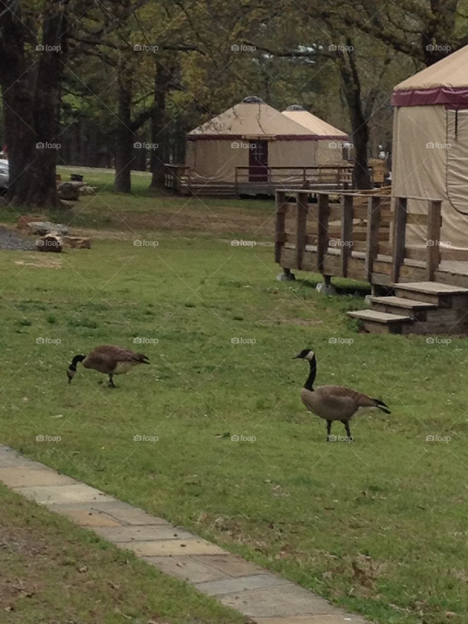 Grazing geese