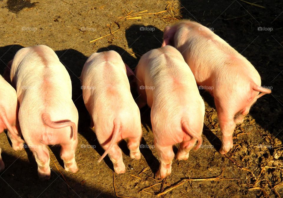 High angle view of piglets