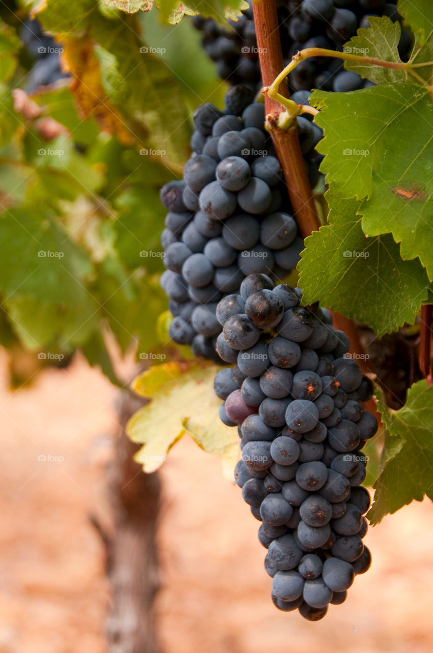 Cluster of grapes hanging from Vine in the vineyard