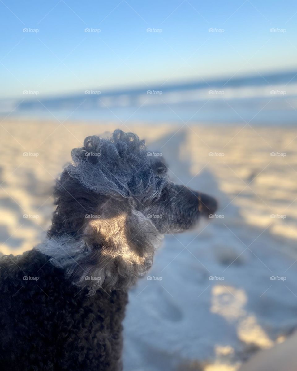 Poodle on the beach