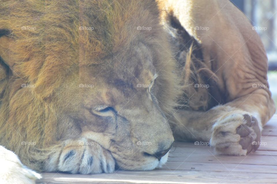 Lion rested at the wild life Sanctuary in Salinas, California 