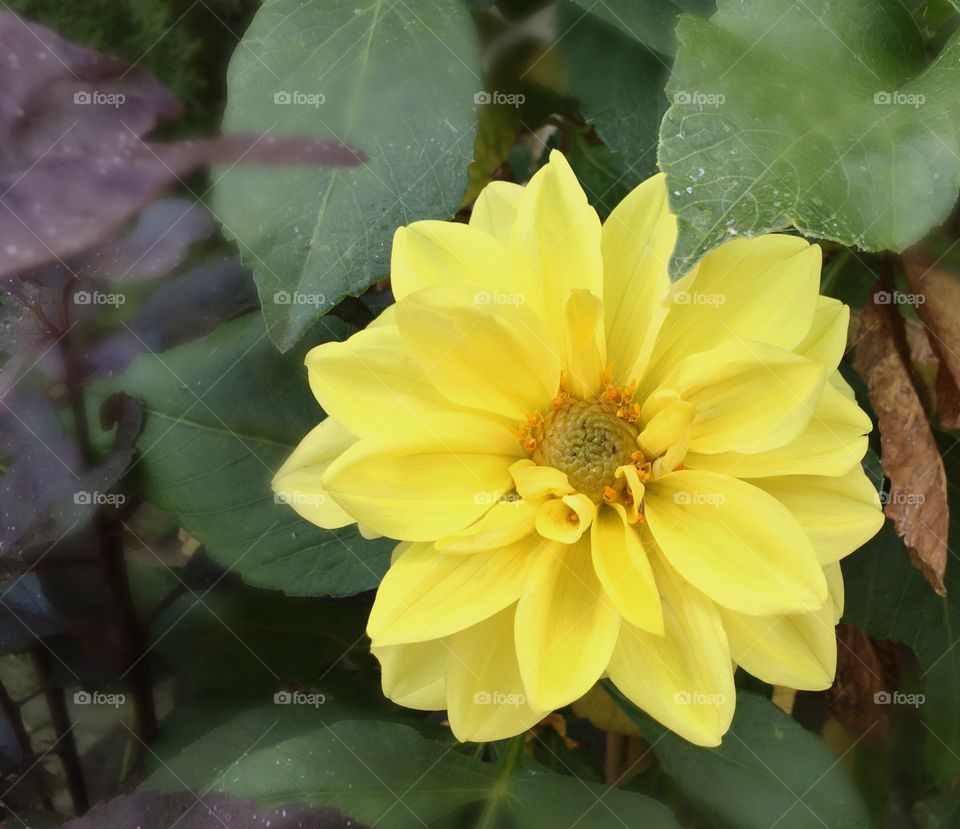 Fall Flower blooming.
