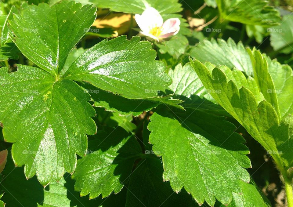 Fruits . Spring Strawberry Starts