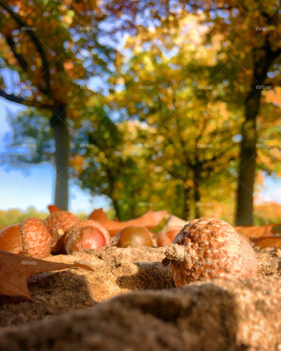 Acorns in a colorful autumn setting