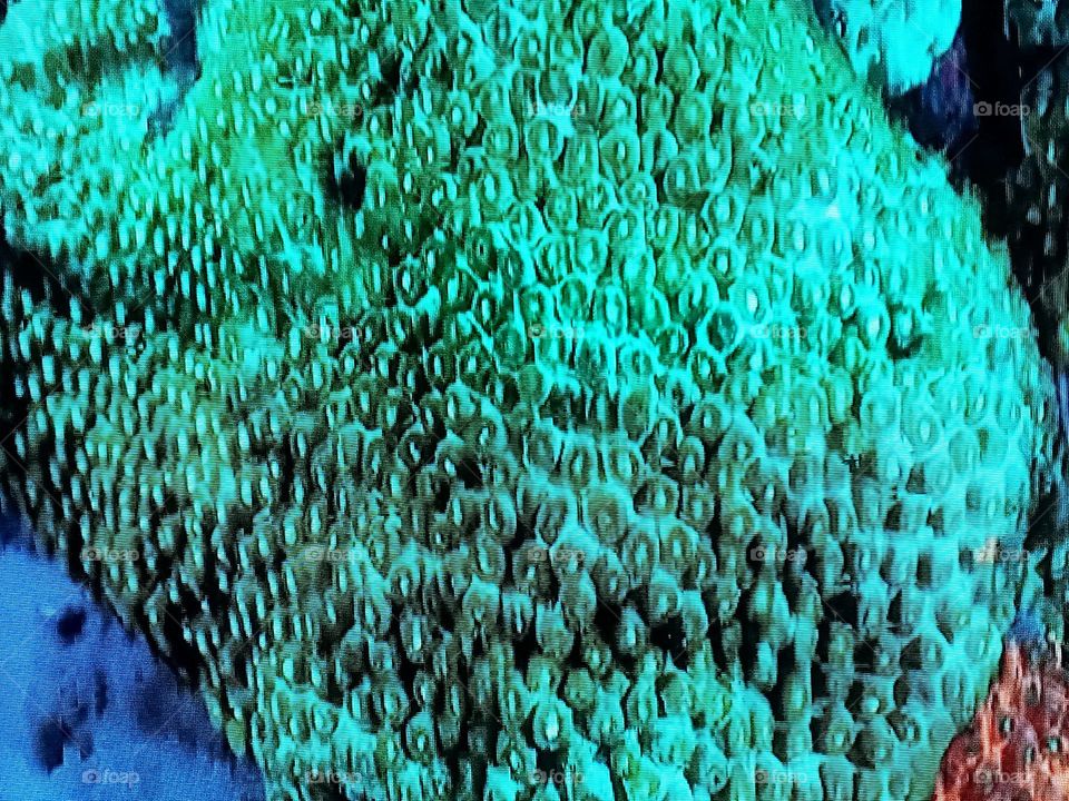 coralreef photography