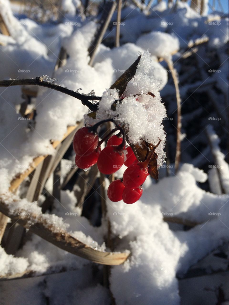 Snow berries 