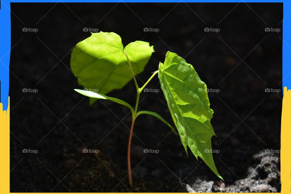 green young plant tree growing in ground in sunlight, love earth