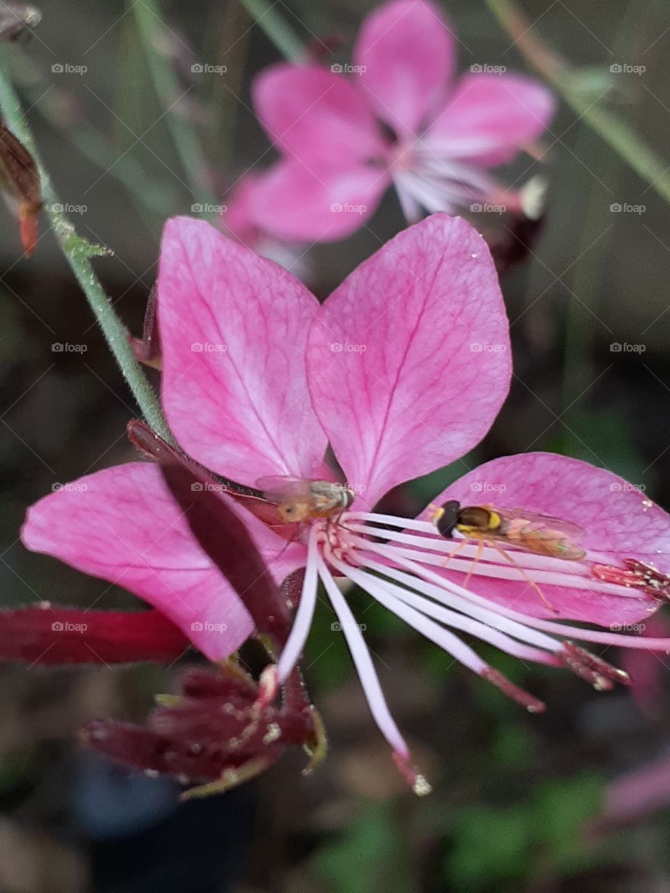 portrait  of a plant