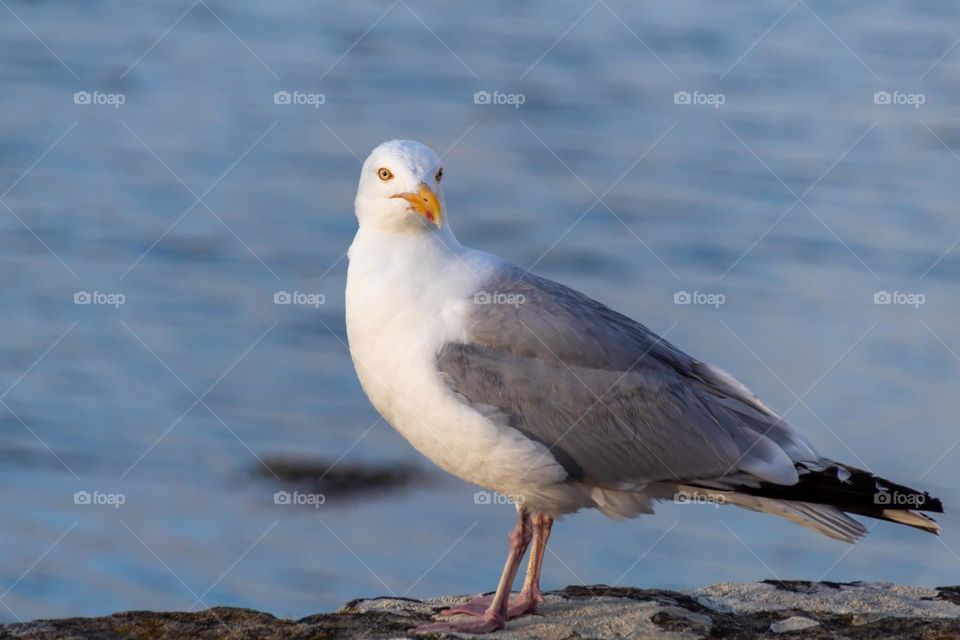 seagull
