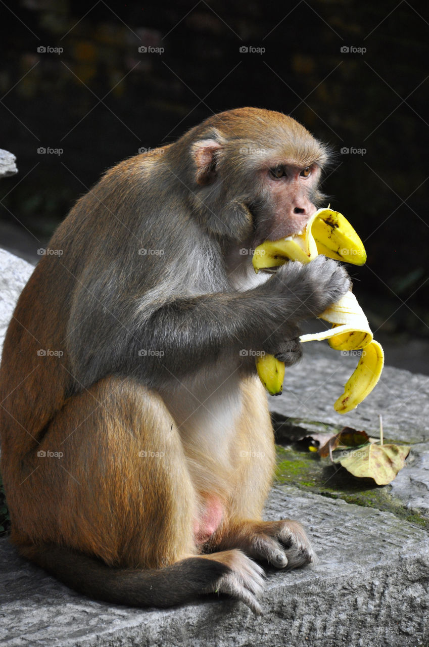 Monkey, Primate, Wildlife, Mammal, Ape