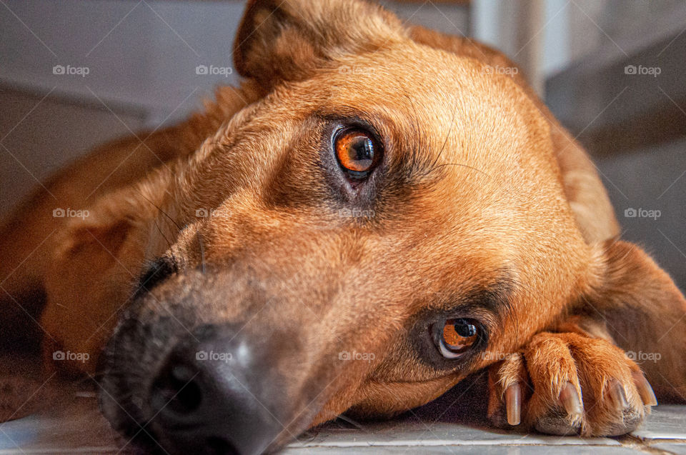 A dog color caramel looking for the camera.
