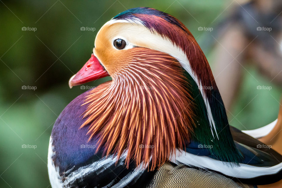 Close-up of mandarin duck