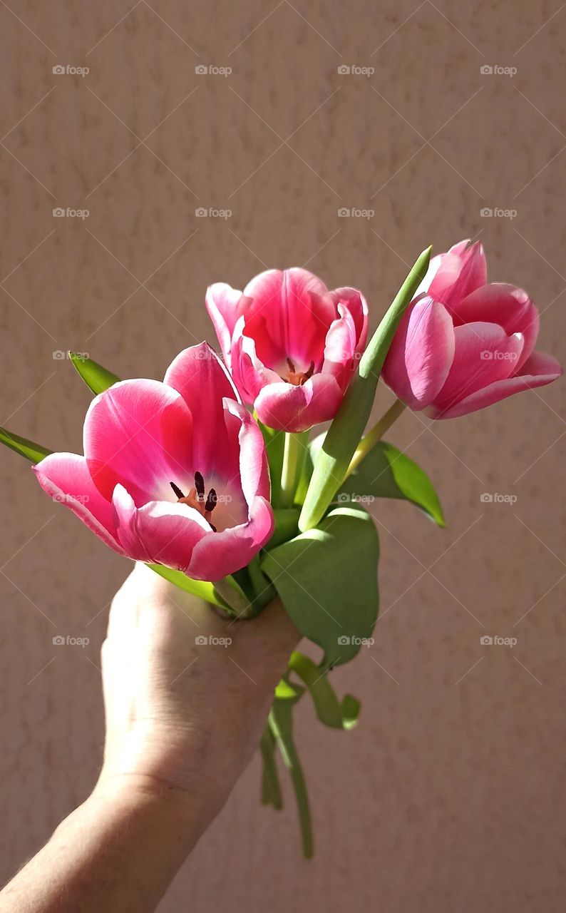 pink color tulips flowers pink background